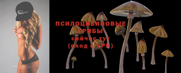 крисы Абаза