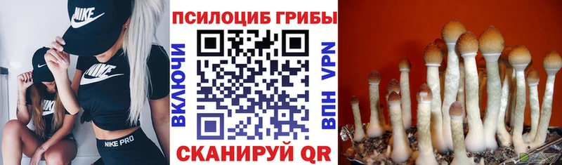 omg рабочий сайт  Нефтеюганск  Галлюциногенные грибы Psilocybe 